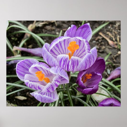 Lila Frühjahrskuken. Poster (Vorne)