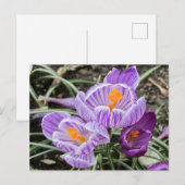 Lila Frühjahrskuken. Postkarte (Vorne/Hinten)