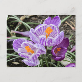 Lila Frühjahrskuken. Postkarte