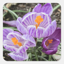 Lila Frühjahrskuken.