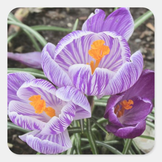 Lila Frühjahrskuken. Quadratischer Aufkleber (Vorderseite)