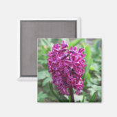 lila FrühlingsBlume Magnet (Vorderseite/Rückseite)