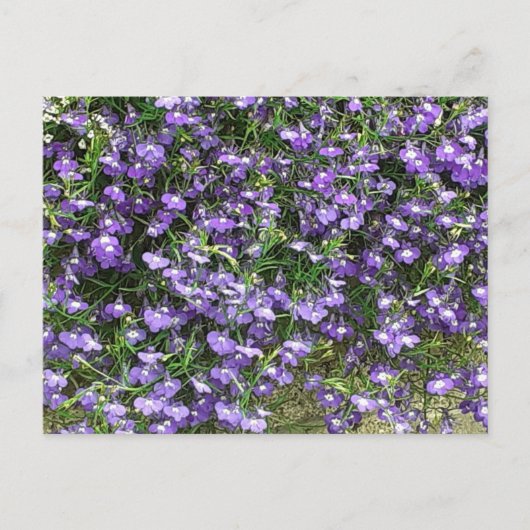 Lila Frühlingsblumen Postkarte (Vorderseite)