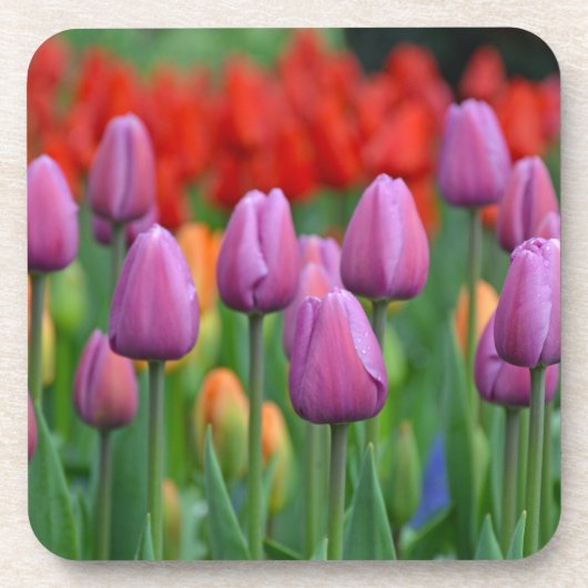 Lila Frühlingsgarten Getränkeuntersetzer (Vorderseite)