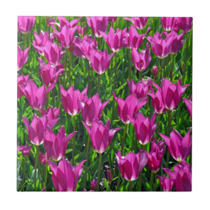 Lila Frühlingtulis Fliese