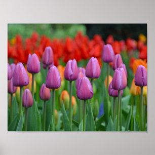 Lila Frühlingtulis Poster