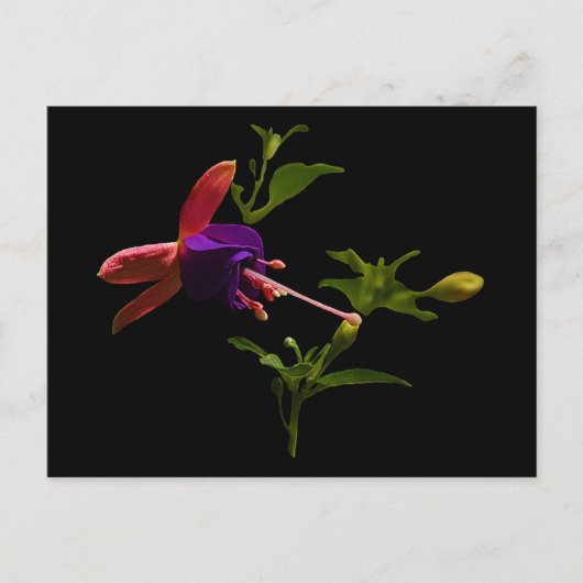 Lila Fuchsia-Blume Postkarte (Vorderseite)