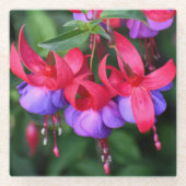 Lila Fuchsia mit rosa Sepalen Glasuntersetzer (Vorderseite)