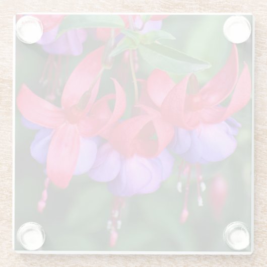 Lila Fuchsia mit rosa Sepalen Glasuntersetzer (Rückseite)