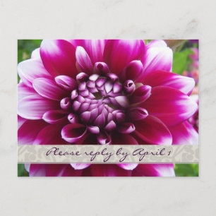Lila Fuschia dahlia uAwg Einladungspostkarte