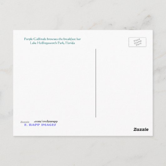 Lila Gallinule Postkarte (Rückseite)