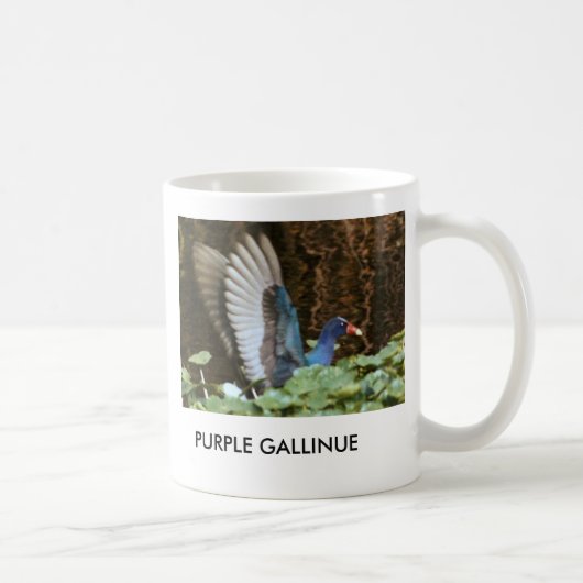 LILA GALLINULE TASSE (Rechts)
