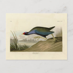 Lila Gallinule von Audubons Vögeln Amerikas Postkarte