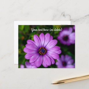 Lila Gänseblümchen-Blumen-Postkarte Postkarte