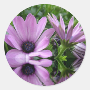 lila Gänseblümchen Runder Aufkleber