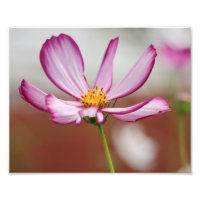Lila Garden Cosmo Blume Nah-up