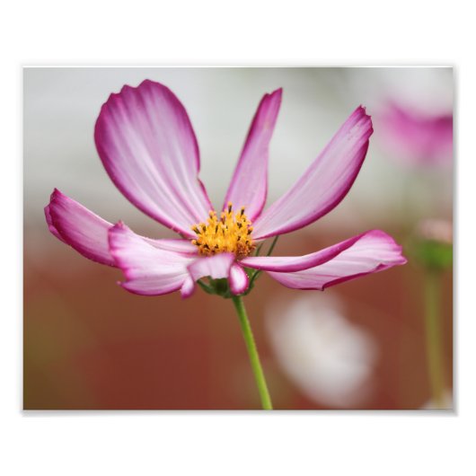 Lila Garden Cosmo Blume Nah-up Fotodruck (Vorne)