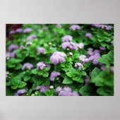 Lila Garten Poster (Vorne)