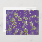 Lila Gefühle Postkarte (Vorne/Hinten)