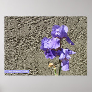 Lila gegen die Mauer Poster