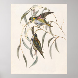 Lila gekrönter Lorikeet Animal Wildlife Bird Poster