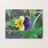 Lila-Gelb-Pansy-Puzzle Puzzle (Horizontal)
