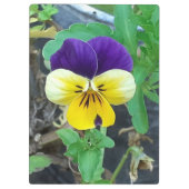 Lila-Gelbe Pansy-Zwischenablage Klemmbrett (Rückseite)