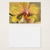 Lila Gelbe Phalaenopsis (Vorne & Hinten)