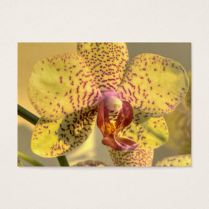 Lila Gelbe Phalaenopsis