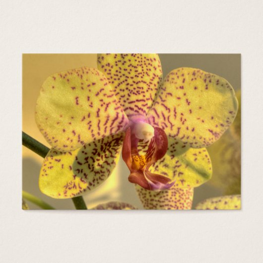 Lila Gelbe Phalaenopsis (Vorderseite)