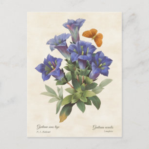 Lila Gentian Vintage botanische Illustration Postkarte