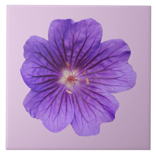 Lila Geranium-Blume auf Keramik Tile Fliese (Vorderseite)