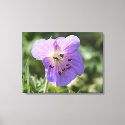 Lila Geranium-Blume auf Leinwand (Vorderseite)