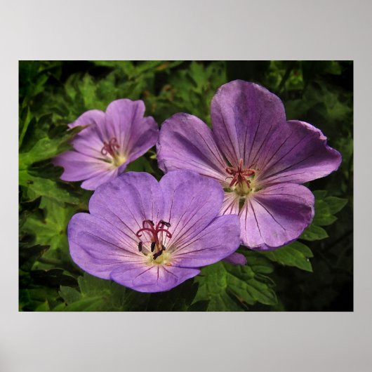Lila Geranium-Blume Poster (Vorne)