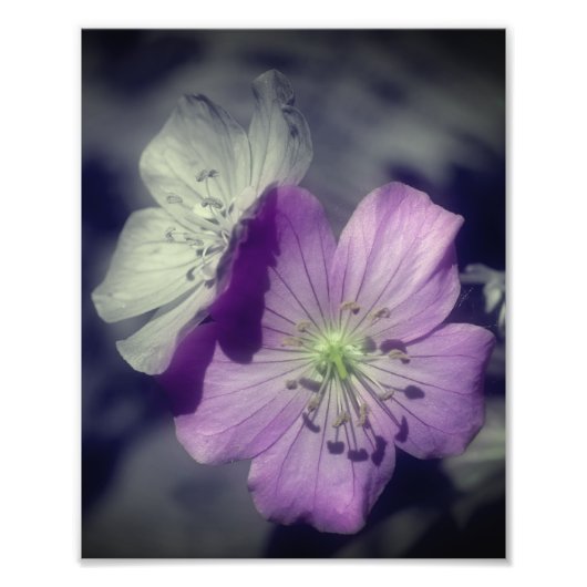 Lila Geranium-Blume, teilweise Farbe 8x10 Fotodruck (Vorne)