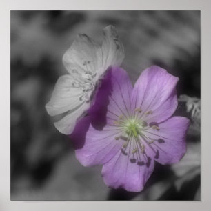 Lila Geranium-Blume - teilweise Farbe Poster