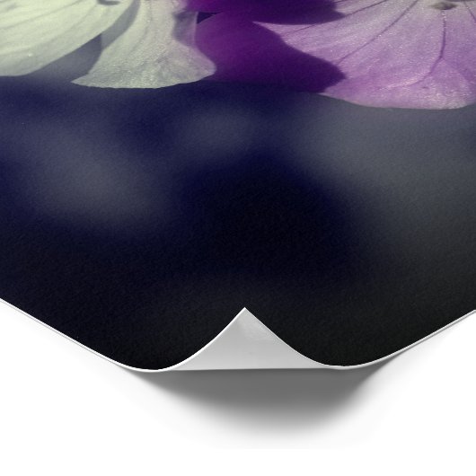 Lila Geranium-Blume - teilweise Farbe Poster (Ecke)