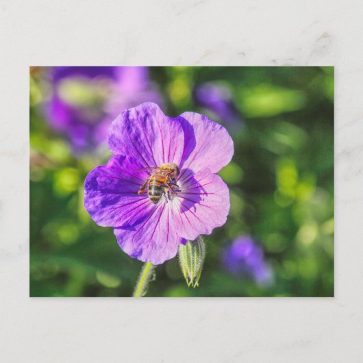 Lila Geranium mit Honey Bee Postkarte (Vorderseite)