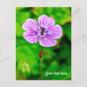 Lila Geranium Postkarte (Vorderseite)
