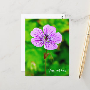 Lila Geranium Postkarte