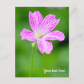 Lila Geranium Postkarte (Vorderseite)