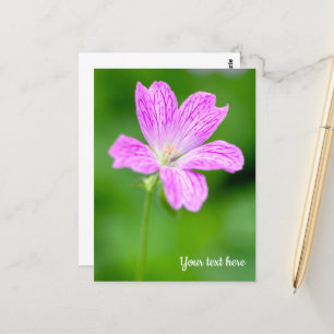 Lila Geranium Postkarte
