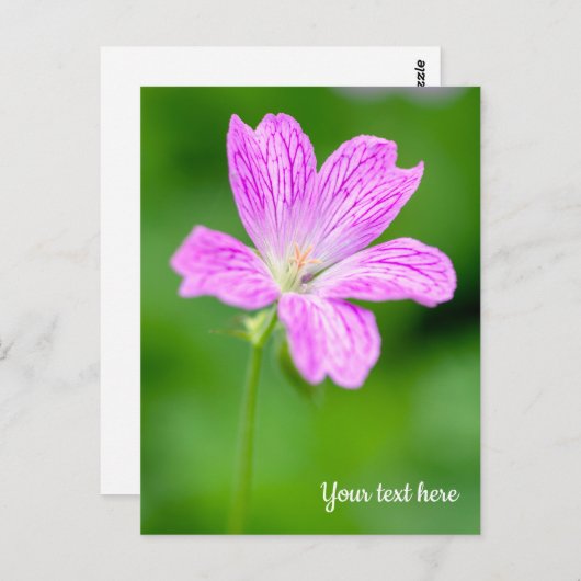 Lila Geranium Postkarte (Vorne/Hinten)