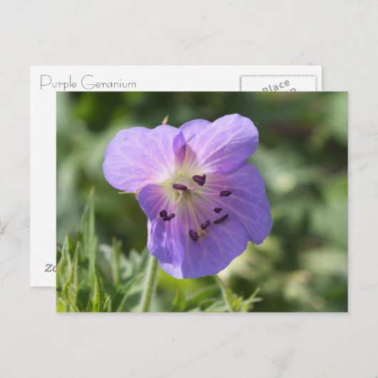 Lila Geranium Postkarte (Vorne/Hinten)