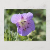 Lila Geranium Postkarte (Vorderseite)