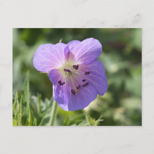 Lila Geranium Postkarte (Vorderseite)