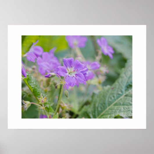 Lila Geranium Wildblume Botanisches Foto Poster (Vorne)