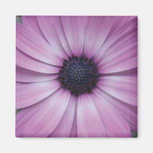 Lila Gerbera Daisy Blume Kühlschrankmagnet Sqaure