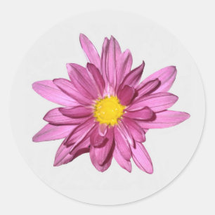 Lila Gerbera Stickers