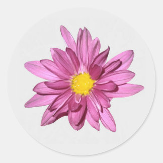 Lila Gerbera Stickers